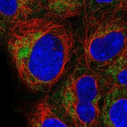 TOMM40 Antibody, Novus Biologicals:Antibodies:Primary Antibodies